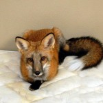 firefox-resucito-01