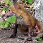 firefox-resucito-03