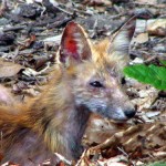 firefox-resucito-05