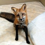 firefox-resucito-06