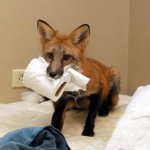 firefox-resucito-07