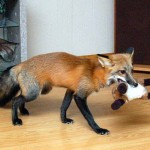 firefox-resucito-08