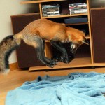 firefox-resucito-11