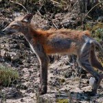 zorro-rescatad-firefox-02