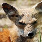 zorro-rescatad-firefox-03