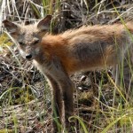 zorro-rescatad-firefox-04