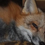 zorro-rescatad-firefox-05