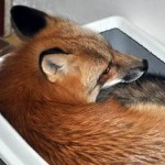 zorro-rescatad-firefox-06