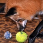zorro-rescatad-firefox-07
