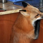 zorro-rescatad-firefox-08