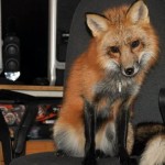 zorro-rescatad-firefox-09