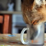 zorro-rescatad-firefox-10