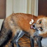 zorro-rescatad-firefox-11