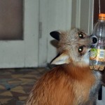 zorro-rescatad-firefox-12