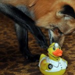 zorro-rescatad-firefox-14