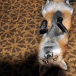 zorro-rescatad-firefox-15