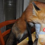 zorro-rescatad-firefox-17