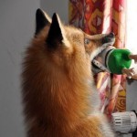 zorro-rescatad-firefox-18