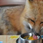 zorro-rescatad-firefox-19