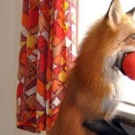 zorro-rescatad-firefox-20