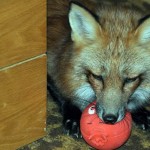 zorro-rescatad-firefox-21