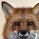zorro-rescatad-firefox-22
