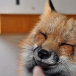 zorro-rescatad-firefox-23