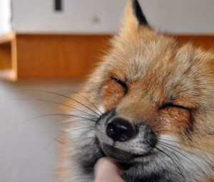 zorro-rescatad-firefox-23