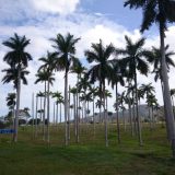 palmas-gerona